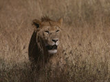 Portrait of a Young Male Lion