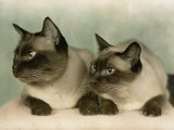 Siamese Cats