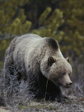 Close View of a Grizzly Scanning the Ground as He Feeds on Roots