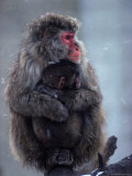 Japanese Macaques