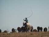 An Australian Cowgirl Uses a Long Whip to Herd Cattle