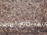 African Snout Butterflies Invade the Dzanga Bai Clearing During the Dry Season