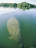 A Manatee Swims Underwater