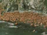 Walruses Bask on Coastal Rocks on Round Island