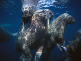 Atlantic Walruses Swim Underwater