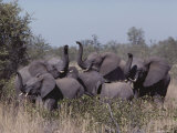 Young Female African Elephants on Alert  Their Trunks Raised to Smell