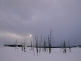 Winter Landscape with Trees Killed by Hot Springs (Lower Geyser Basin)