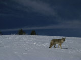 A Coyote in the Snow  Yellowstone National Park  Wyoming