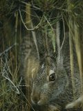 A White-Tailed Jackrabbit Hides in the Grass