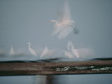 Egrets and White Herons are a Blur of Motion as They Fly over the Water