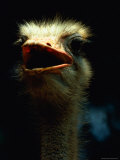 Close View of an Ostrich