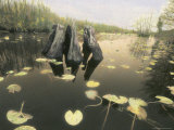 A Decaying Tree Stump Stands in a Slough in a Southern Swamp