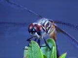 Close-up of a Male Blue Dasher Dragonfly