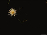 Water-Lily
