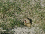 A Prairie Dog Pokes its Head out of a Burrow Entrance