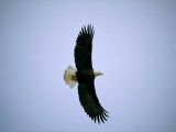 A Bald Eagle Flying