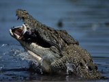 Crocodile Eating a Giant Perch
