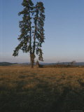 A Lone Evergreen Tree Stands Tall on the Weippe Prairie