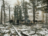 People Gather Around a Campfire During a Pack-Trip
