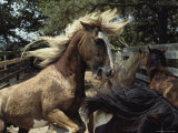 A Chincoteague Stallion Intimidates Other Ponies in His Pen