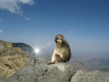 A Gelada Sits Upon a High Promontory Near a Photographers Flash