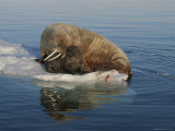 A Female Atlantic Walrus and Infant Rest on an Ice Floe