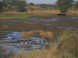 Young African Elephants Spar in the Samburu National Reserve