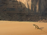 A Mountain Lion in Desert Setting