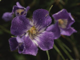Close View of Gentian Flower
