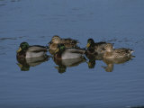 A Group of Mallard Ducks Swim Together