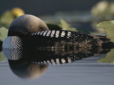 A Pacific Loon on a Serene Lake in Alaska