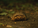 A Nervous Box Turtle Retreats into its Shell