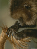 A Female Gelada  Theropithecus Gelada  Grooms Her Mates Tail