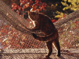 Tabby Cat Caught Climbing on a Net Hammock