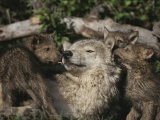 Captive Wolf Playing with Pups in Front of Den
