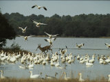 A Deer and Snow Geese in the Chincoteague National Wildlife Refuge