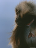 A Portrait of a Male Gelada