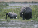 African Elephants Browse Near a Water Hole