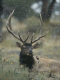 Portrait of an Elk or Wapiti