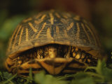 A Nervous Female Ornate Box Turtle Peeps out from Her Shell