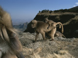 A Male Gelada  Theropithecus Gelada  Watches a Female with Infant