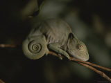 A Chameleon with a Coiled Tail Balances on a Thin Branch