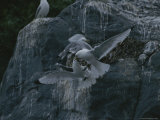 Kittiwakes Squabble Near Guano-Stained Cliffs Where They Roost