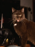 Portrait of Pet Cat with Protruding Tongue