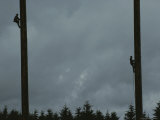 Competitors in a Climbing Event Scale Trees in Forks  Washington
