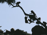 Juvenile Geladas Climb and Play on a Tree Branch