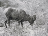 A Bighorn Sheep Ewe Feeds in Upper South Fork  Wyoming