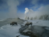 Bison Walking in Front of Lion Geyser in Deep Winter