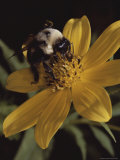 A Bumble Bee Gathers Nectar from a Cosmos-Like Flower