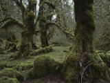 Moss-Covered Trees in the Hoh River Valleys Temperate Rain Forest